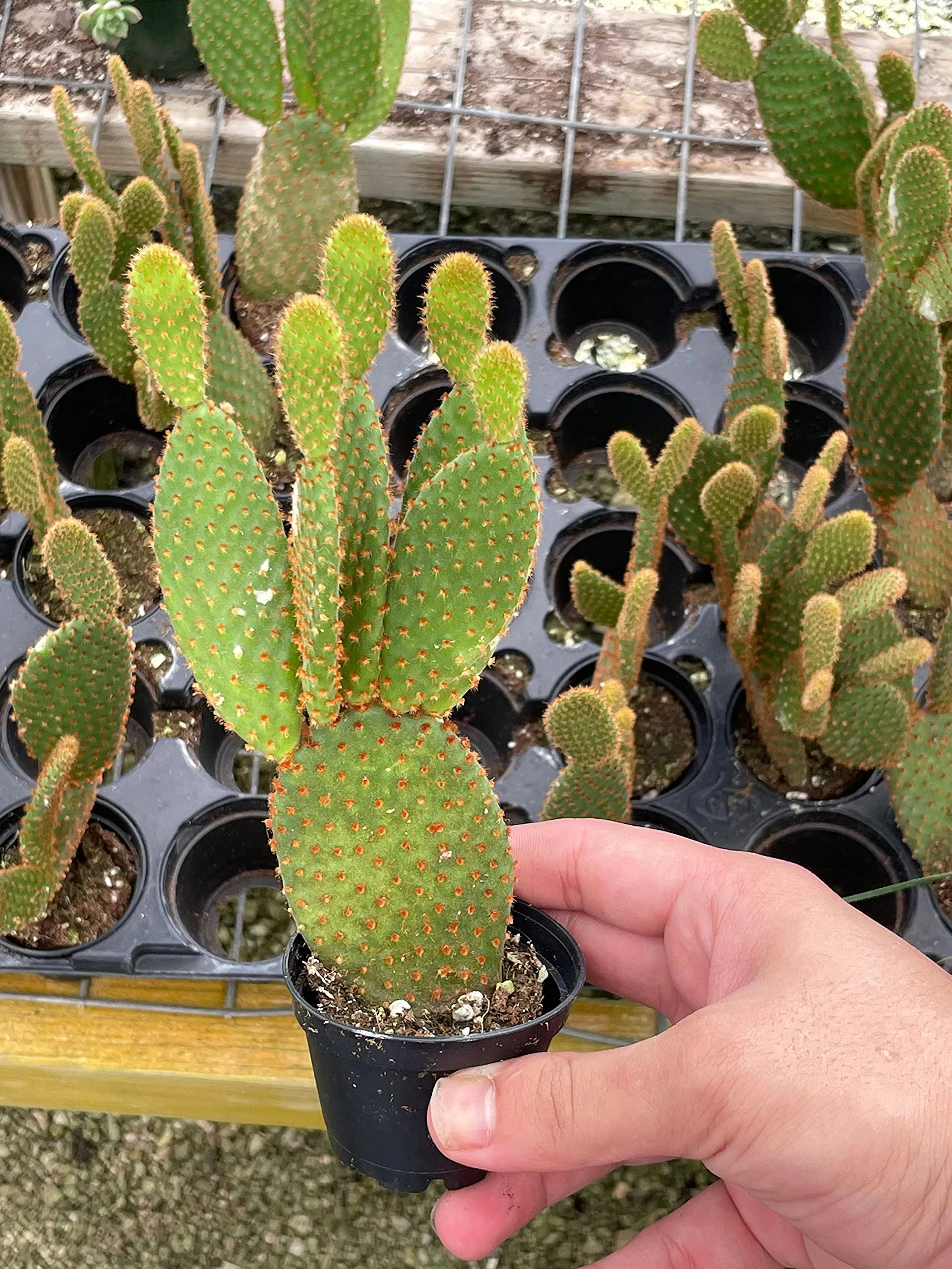 Bunny-Ears Prickly-pear Copper Red, Opuntia microdasys, Large Bunny Ears Prickly Pear with Copper Fuzz and Red Areoles in 2 inch Pot,