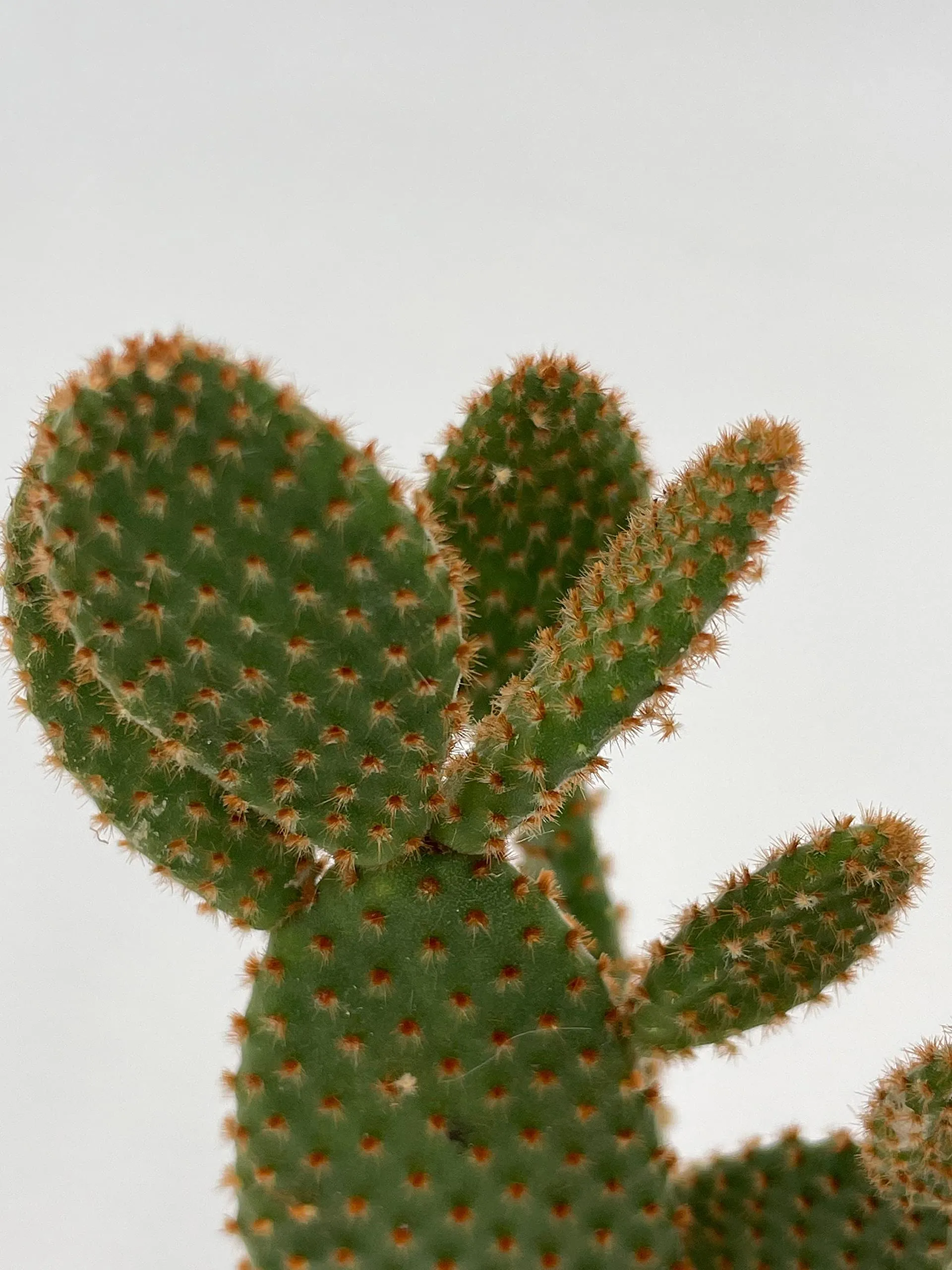 Bunny-Ears Prickly-pear Copper Red, Opuntia microdasys, Large Bunny Ears Prickly Pear with Copper Fuzz and Red Areoles in 2 inch Pot,